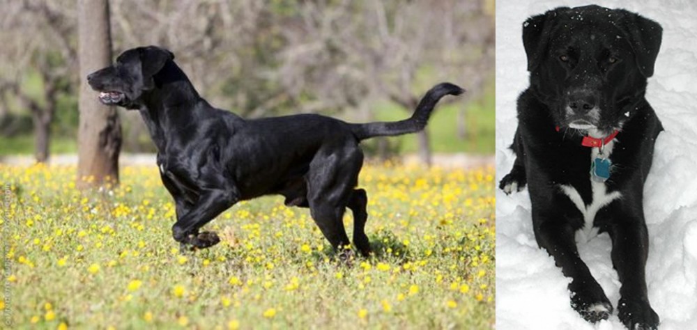 St. John's Water Dog vs Perro de Pastor Mallorquin - Breed Comparison