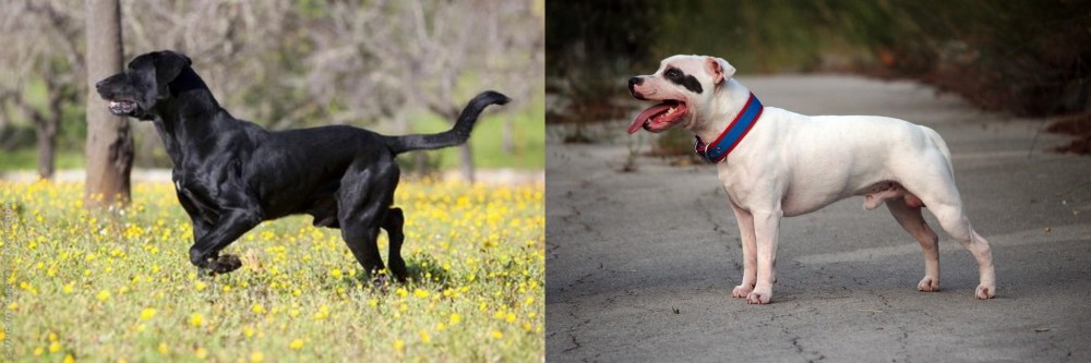 Staffordshire Bull Terrier vs Perro de Pastor Mallorquin - Breed Comparison