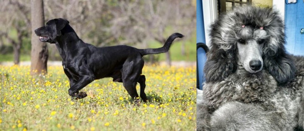 Standard Poodle vs Perro de Pastor Mallorquin - Breed Comparison