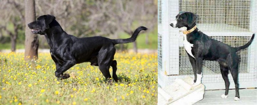 Stephens Stock vs Perro de Pastor Mallorquin - Breed Comparison