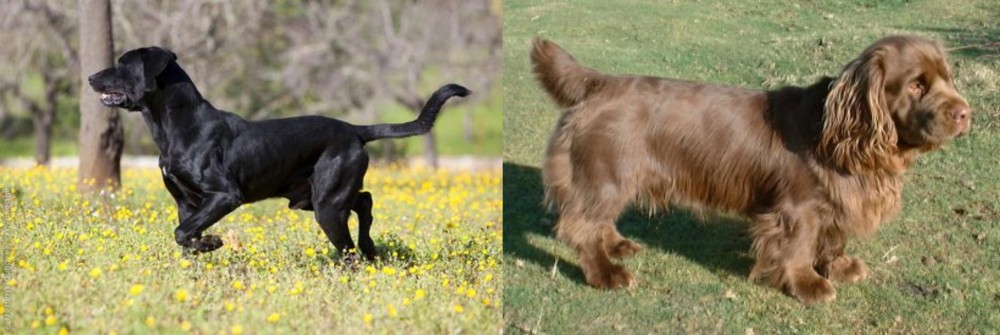 Sussex Spaniel vs Perro de Pastor Mallorquin - Breed Comparison