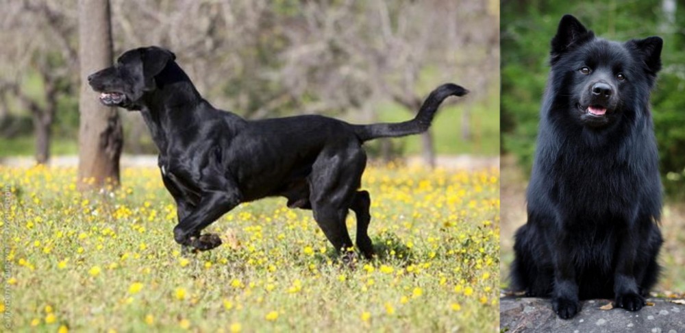 Swedish Lapphund vs Perro de Pastor Mallorquin - Breed Comparison