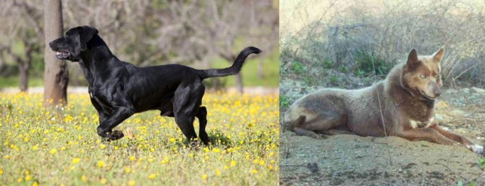 Tahltan Bear Dog vs Perro de Pastor Mallorquin - Breed Comparison