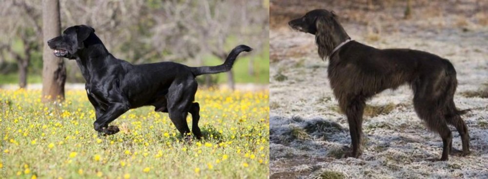 Taigan vs Perro de Pastor Mallorquin - Breed Comparison