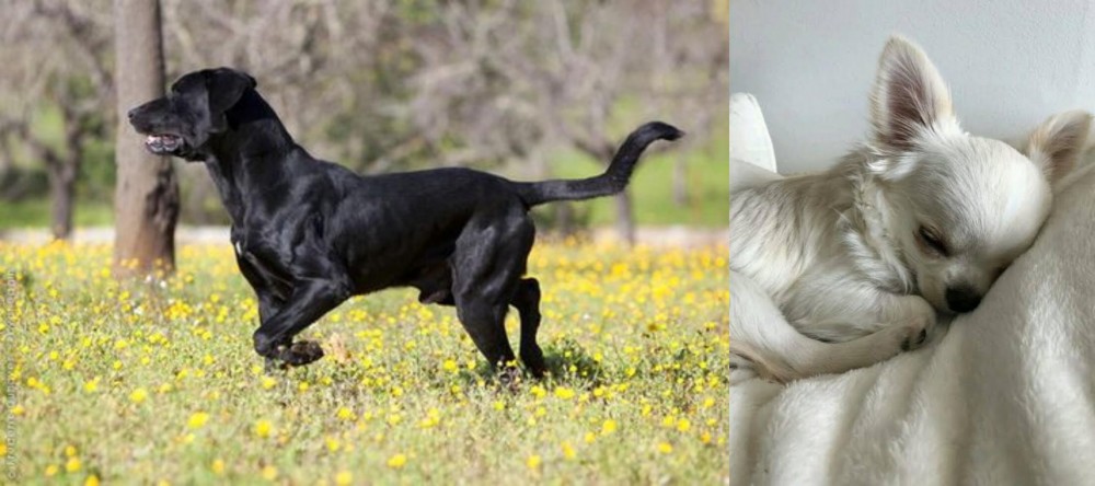 Tea Cup Chihuahua vs Perro de Pastor Mallorquin - Breed Comparison