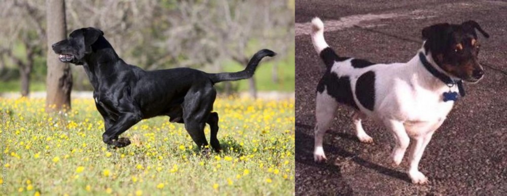 Teddy Roosevelt Terrier vs Perro de Pastor Mallorquin - Breed Comparison