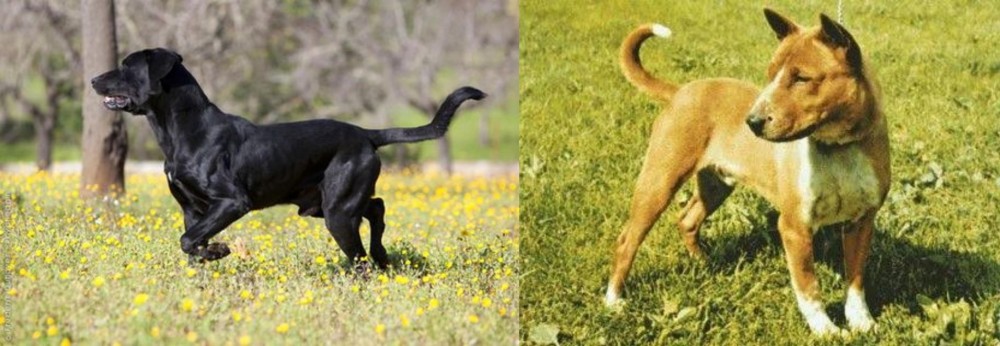Telomian vs Perro de Pastor Mallorquin - Breed Comparison