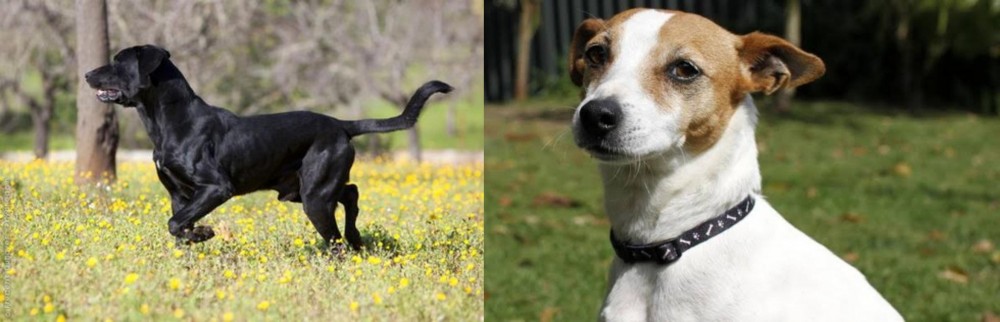 Tenterfield Terrier vs Perro de Pastor Mallorquin - Breed Comparison