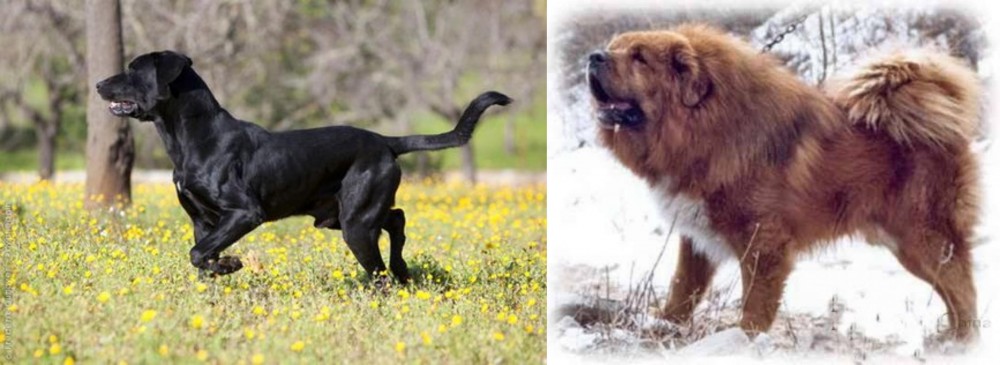Tibetan Kyi Apso vs Perro de Pastor Mallorquin - Breed Comparison