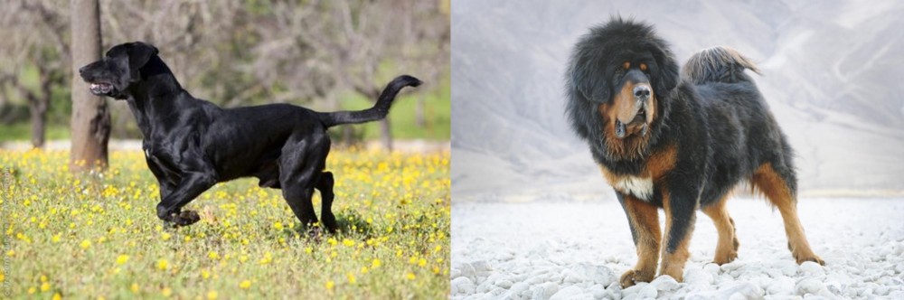 Tibetan Mastiff vs Perro de Pastor Mallorquin - Breed Comparison