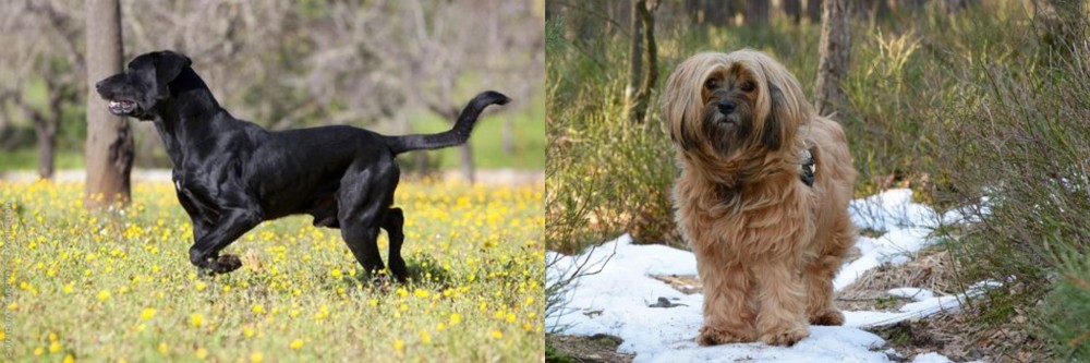 Tibetan Terrier vs Perro de Pastor Mallorquin - Breed Comparison