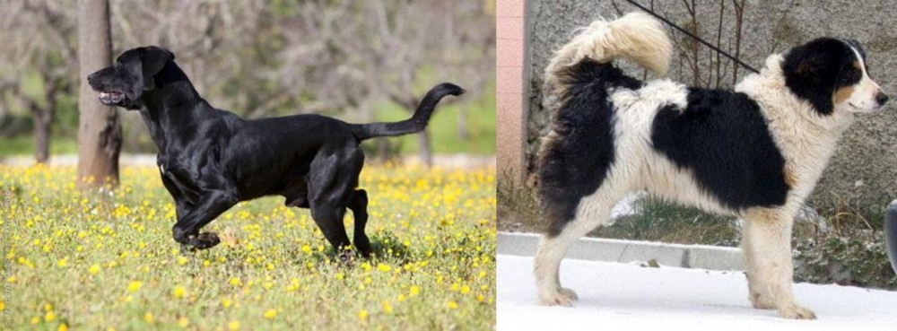 Tornjak vs Perro de Pastor Mallorquin - Breed Comparison