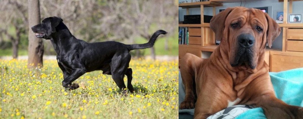Tosa vs Perro de Pastor Mallorquin - Breed Comparison