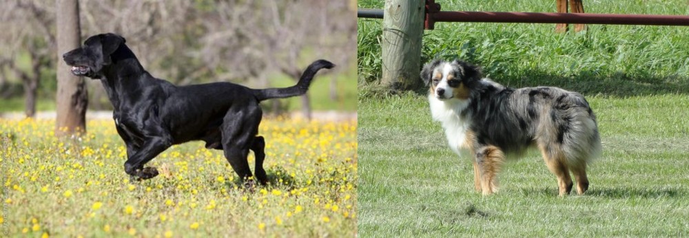 Toy Australian Shepherd vs Perro de Pastor Mallorquin - Breed Comparison