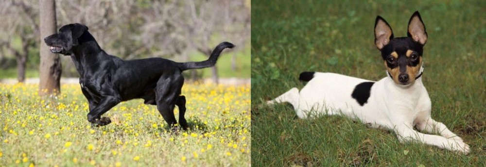 Toy Fox Terrier vs Perro de Pastor Mallorquin - Breed Comparison