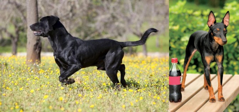 Toy Manchester Terrier vs Perro de Pastor Mallorquin - Breed Comparison