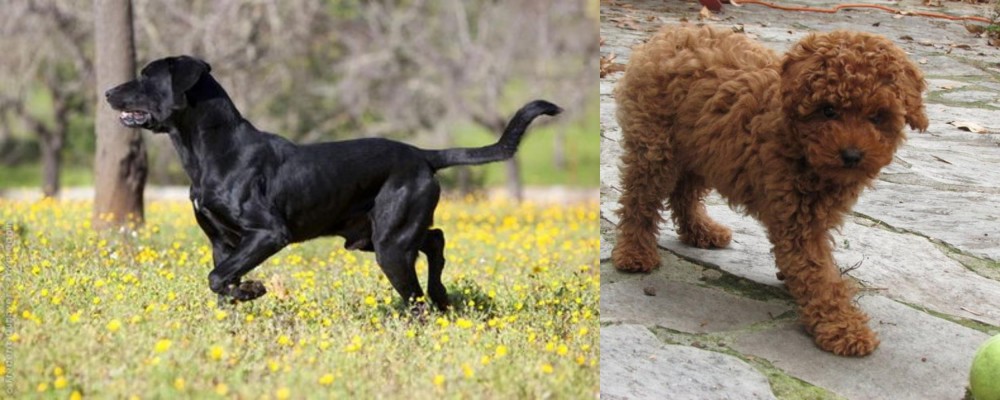 Toy Poodle vs Perro de Pastor Mallorquin - Breed Comparison