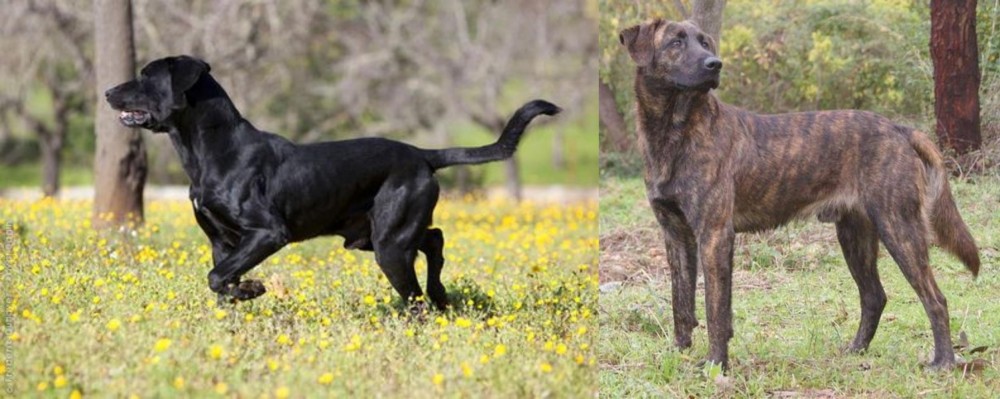 Treeing Tennessee Brindle vs Perro de Pastor Mallorquin - Breed Comparison