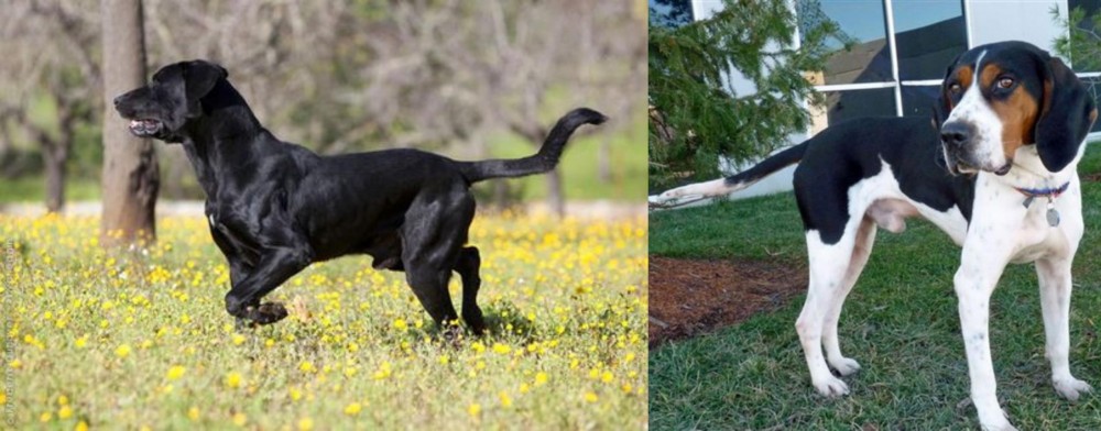 Treeing Walker Coonhound vs Perro de Pastor Mallorquin - Breed Comparison