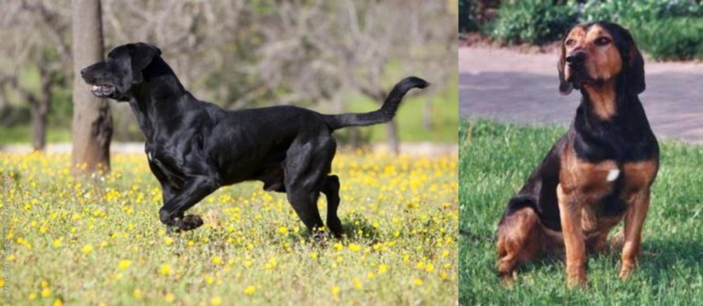 Tyrolean Hound vs Perro de Pastor Mallorquin - Breed Comparison