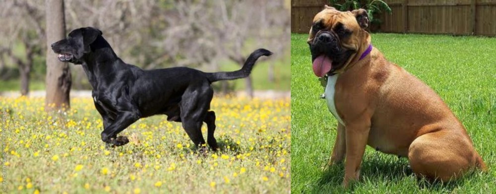 Valley Bulldog vs Perro de Pastor Mallorquin - Breed Comparison