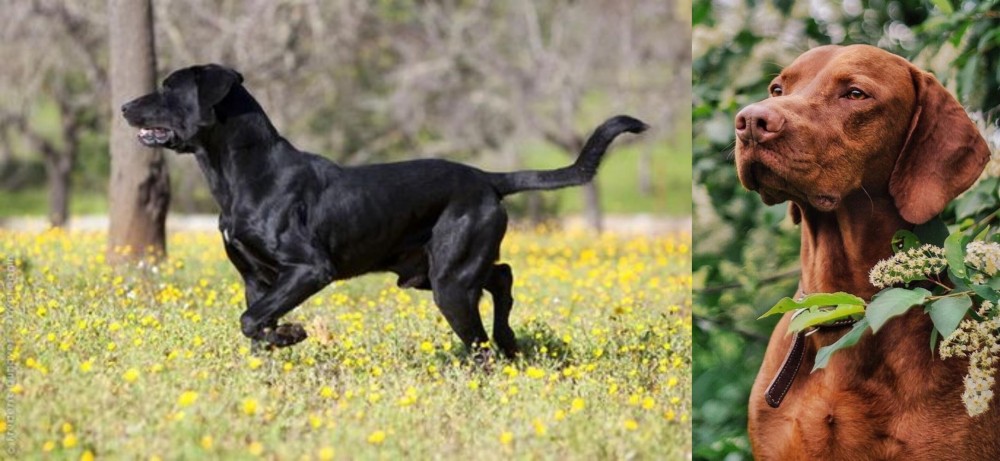 Vizsla vs Perro de Pastor Mallorquin - Breed Comparison