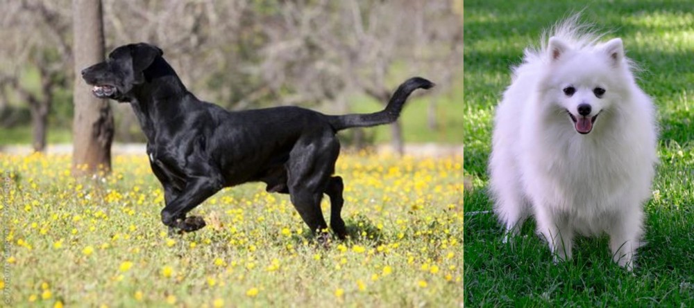 Volpino Italiano vs Perro de Pastor Mallorquin - Breed Comparison