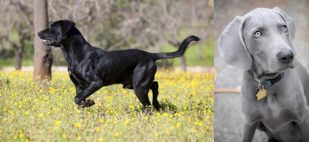 Weimaraner vs Perro de Pastor Mallorquin - Breed Comparison
