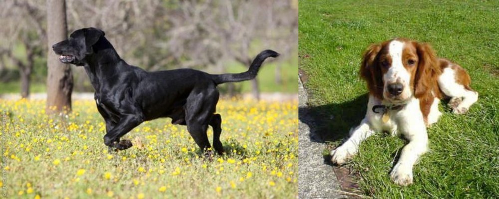 Welsh Springer Spaniel vs Perro de Pastor Mallorquin - Breed Comparison