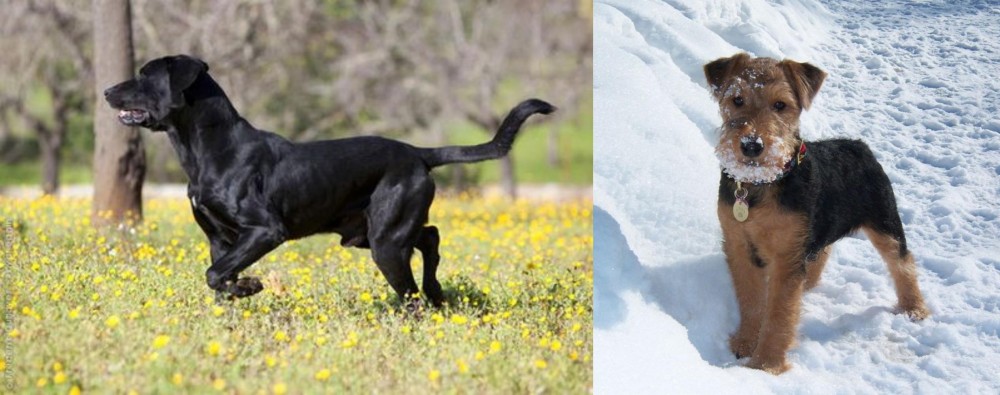 Welsh Terrier vs Perro de Pastor Mallorquin - Breed Comparison
