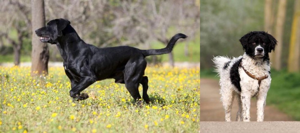 Wetterhoun vs Perro de Pastor Mallorquin - Breed Comparison