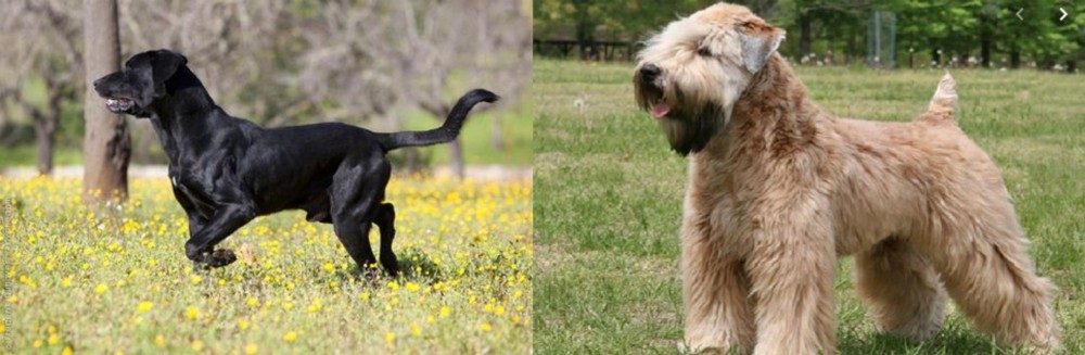 Wheaten Terrier vs Perro de Pastor Mallorquin - Breed Comparison