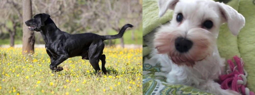 White Schnauzer vs Perro de Pastor Mallorquin - Breed Comparison