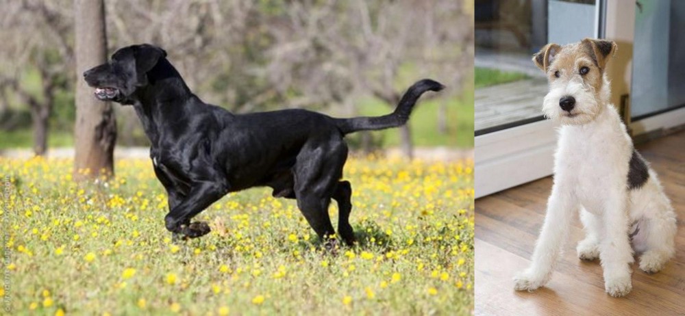 Wire Fox Terrier vs Perro de Pastor Mallorquin - Breed Comparison
