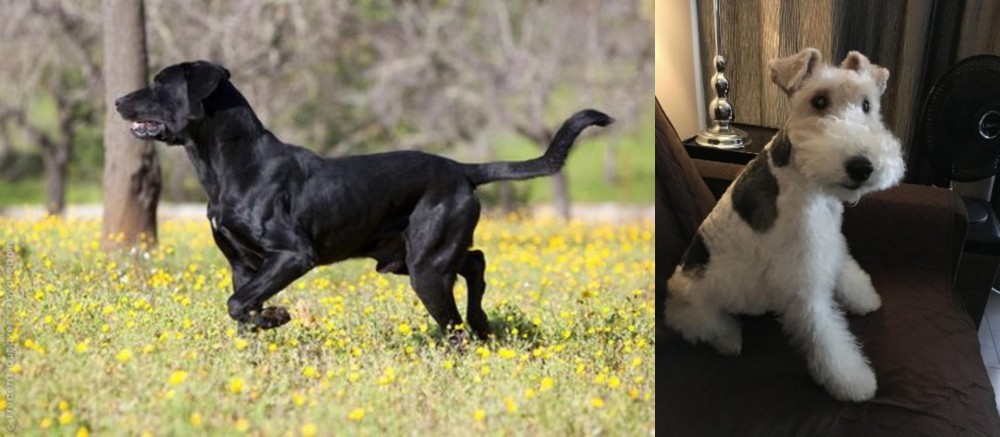 Wire Haired Fox Terrier vs Perro de Pastor Mallorquin - Breed Comparison