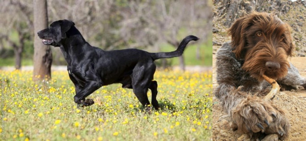 Wirehaired Pointing Griffon vs Perro de Pastor Mallorquin - Breed Comparison