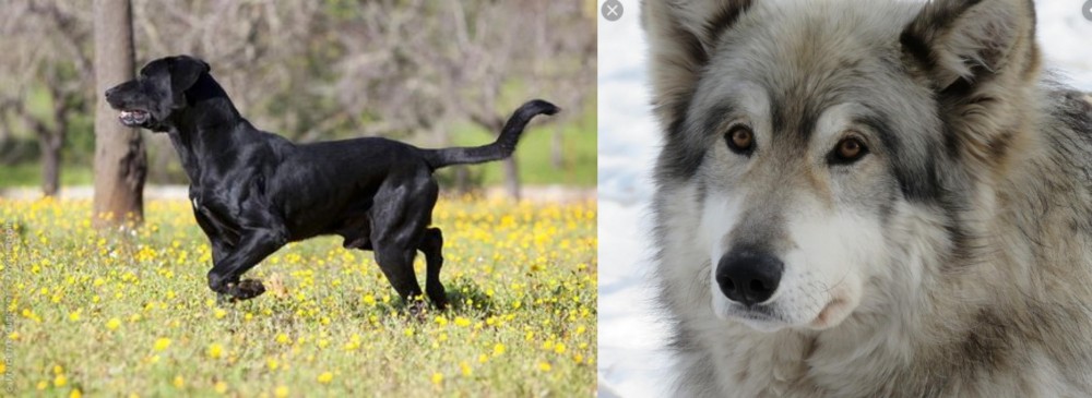 Wolfdog vs Perro de Pastor Mallorquin - Breed Comparison