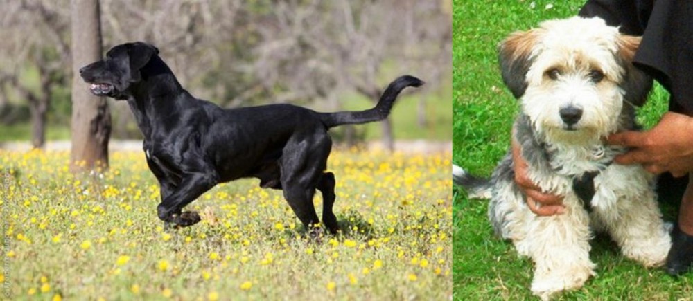 Yo-Chon vs Perro de Pastor Mallorquin - Breed Comparison
