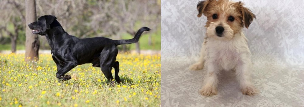 Yochon vs Perro de Pastor Mallorquin - Breed Comparison