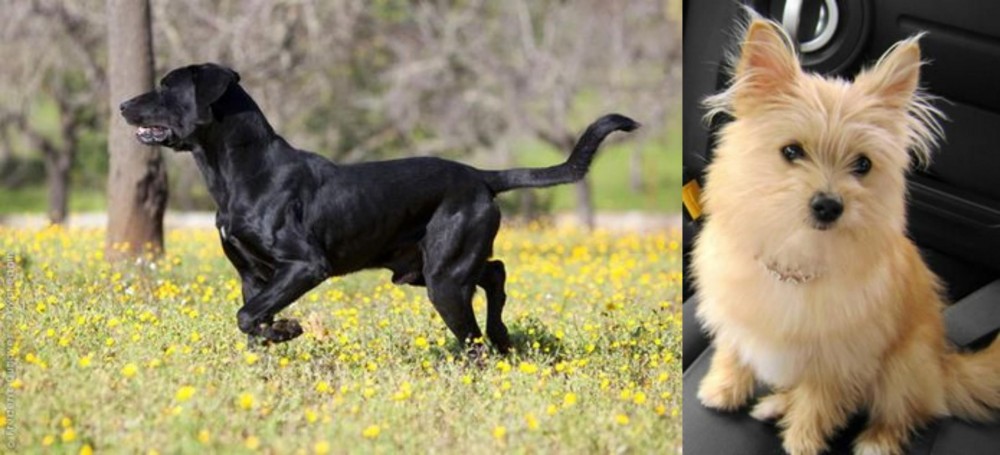 Yoranian vs Perro de Pastor Mallorquin - Breed Comparison