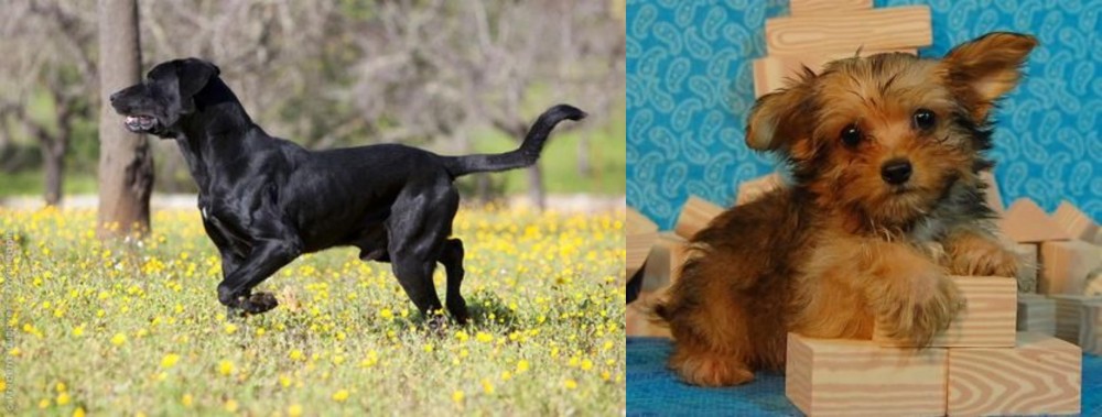 Yorkillon vs Perro de Pastor Mallorquin - Breed Comparison