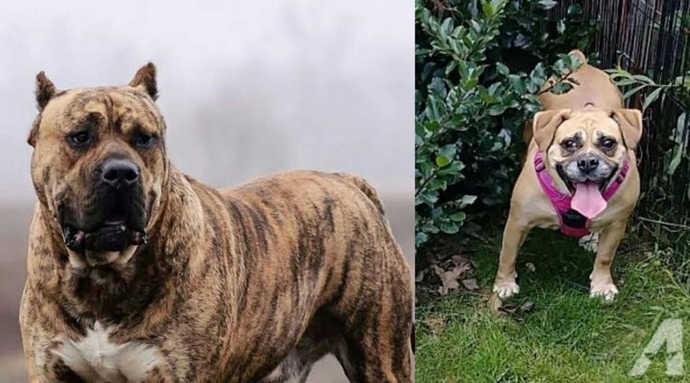 Beabull vs Perro de Presa Canario - Breed Comparison