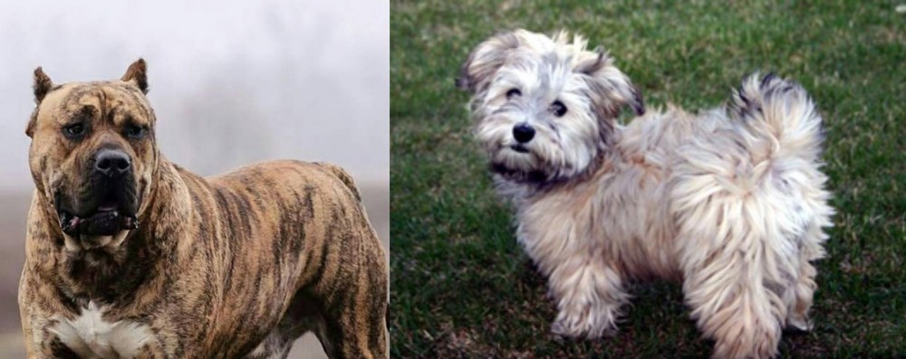 Havapoo vs Perro de Presa Canario - Breed Comparison
