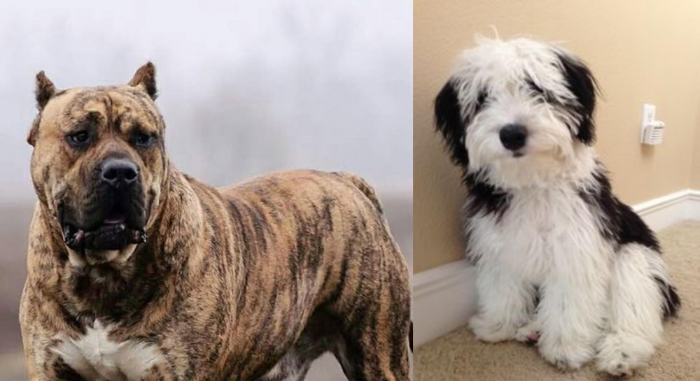 Mini Sheepadoodles vs Perro de Presa Canario - Breed Comparison