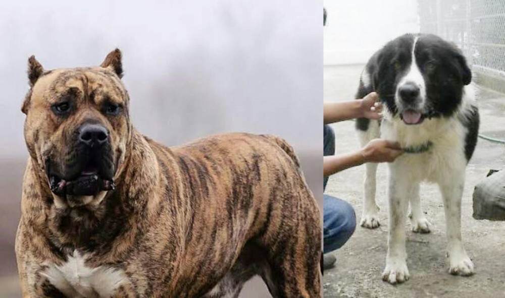 Mucuchies vs Perro de Presa Canario - Breed Comparison