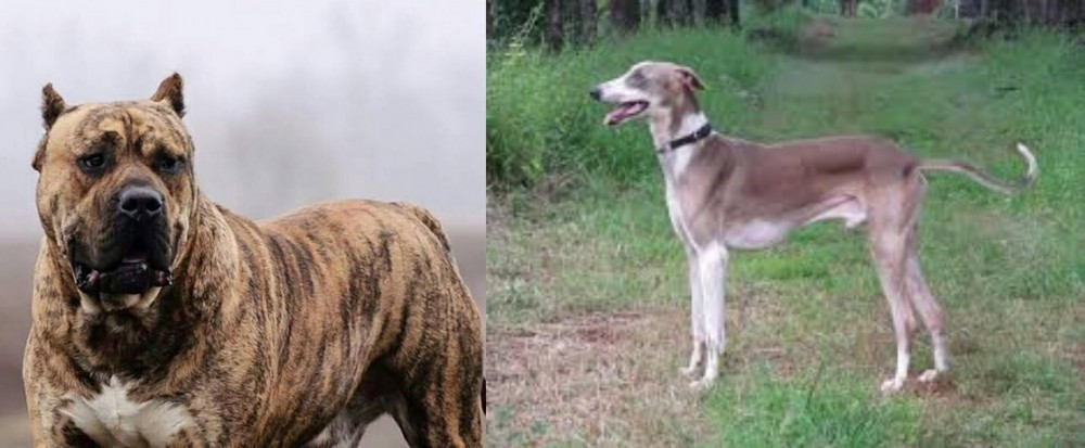 Mudhol Hound vs Perro de Presa Canario - Breed Comparison