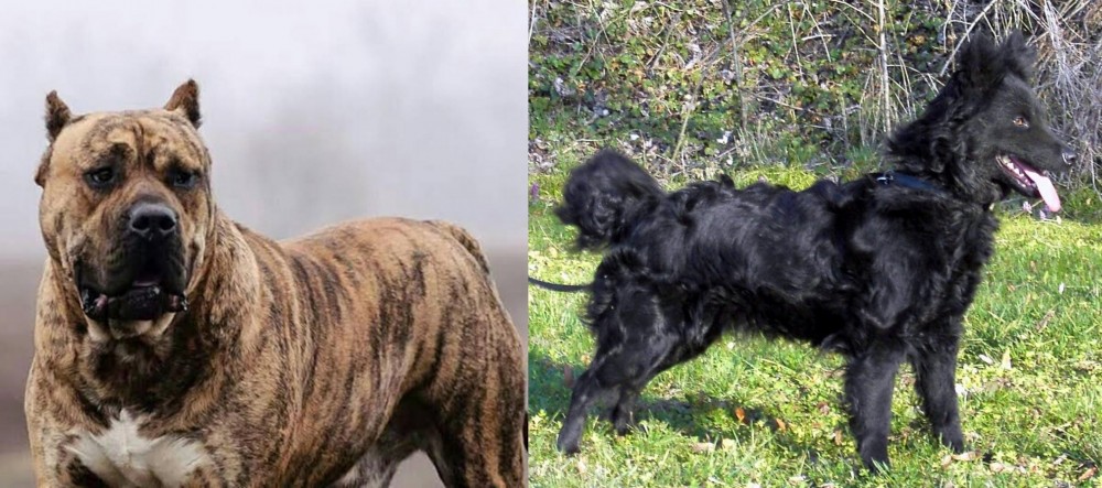 Mudi vs Perro de Presa Canario - Breed Comparison