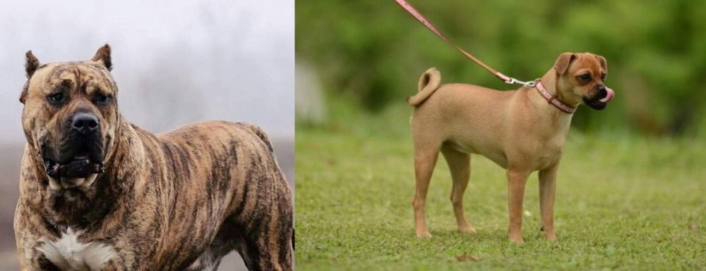 Muggin vs Perro de Presa Canario - Breed Comparison
