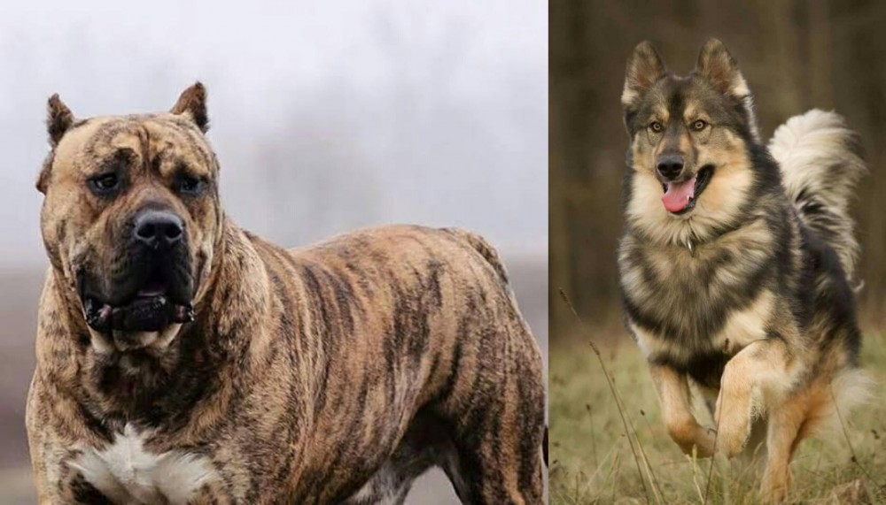 Native American Indian Dog vs Perro de Presa Canario - Breed Comparison