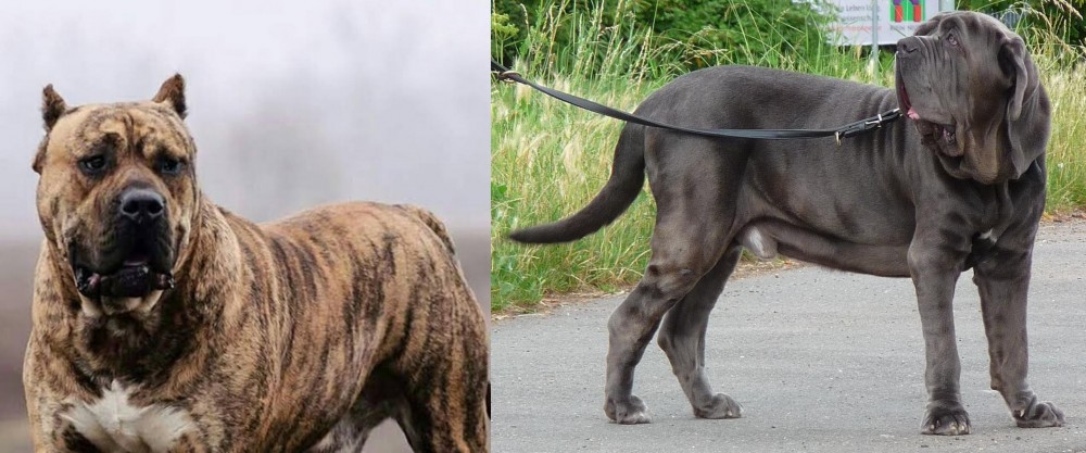 Neapolitan Mastiff vs Perro de Presa Canario - Breed Comparison